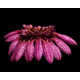 Bulbophyllum Eberhardtii (Haste)