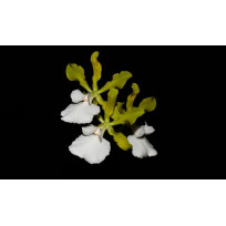 Encyclia Randii Alba