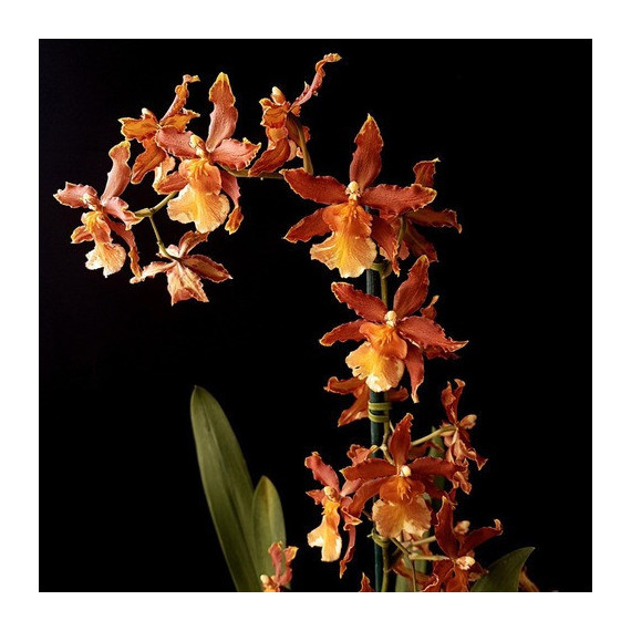 Odontocidium Catatante (Haste Floral)