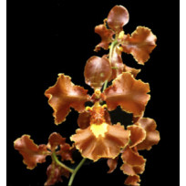 Oncidium Crispum - AD