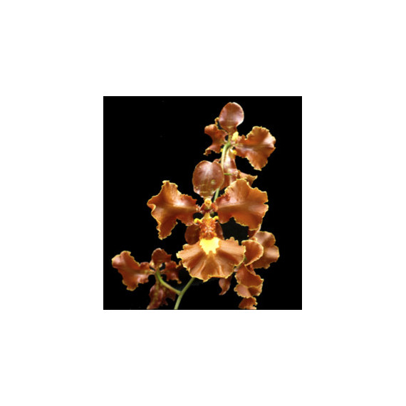 Oncidium Crispum - AD