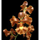 Oncidium Crispum - AD