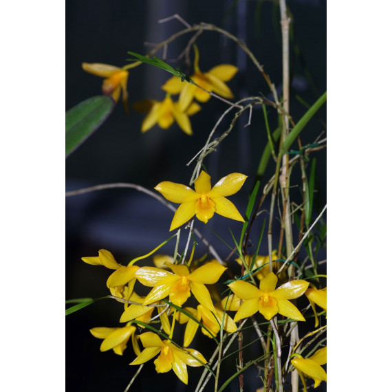 Dendrobium Hancokii - AD