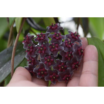 Flor de Cera (Hoya Red Buttons)