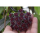 Flor de Cera (Hoya Red Buttons)