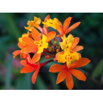 Epidendrum Fulgens