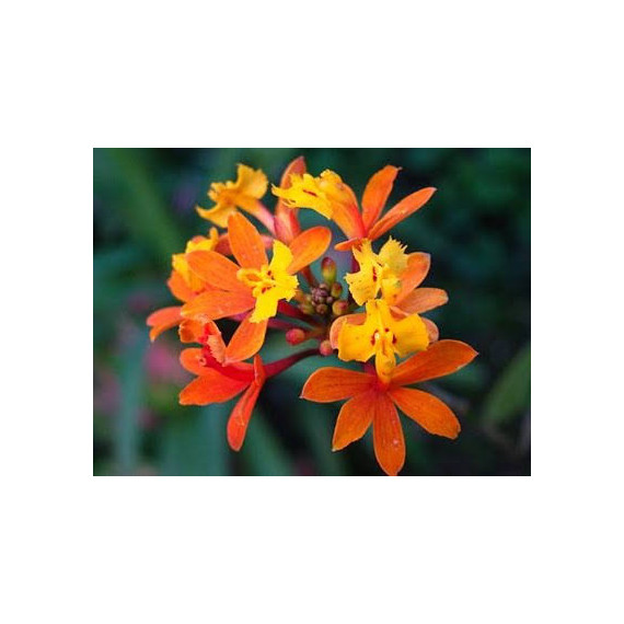 Epidendrum Fulgens