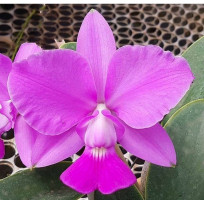 Cattleya Walkeriana  (Enraizada no Sanção )
