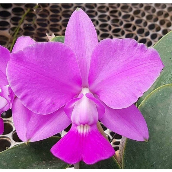 Cattleya Walkeriana  (Enraizada no Sanção )