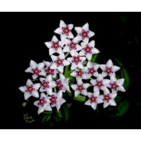 Flor de Cera Hoya Bella