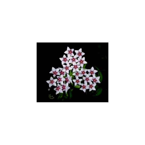 Flor de Cera Hoya Bella