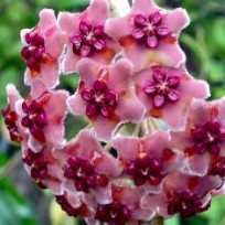 Flor de Cera Hoya Diversifolia