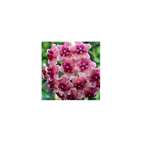 Flor de Cera Hoya Diversifolia