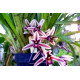 Cymbidium Aloifolium  - AD