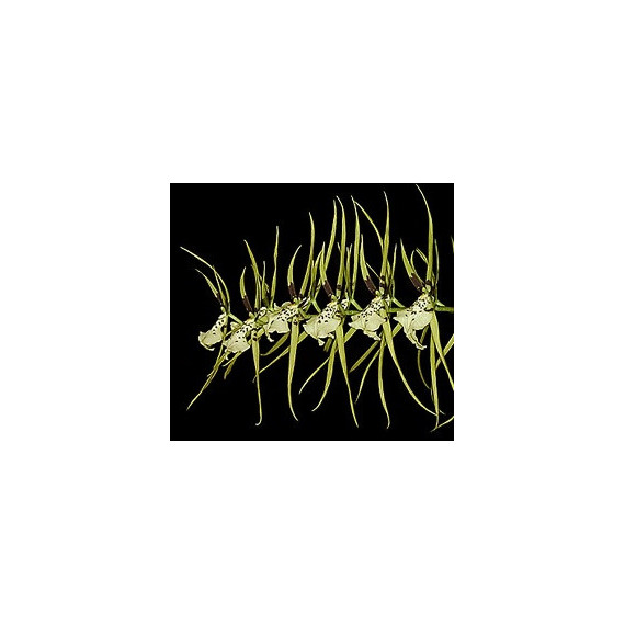 Brassia Verrucosa (Haste Floral)