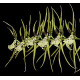 Brassia Verrucosa (Haste Floral)