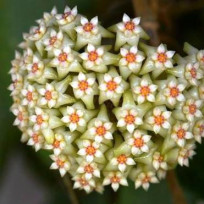 Flor de Cera Hoya Verticillata 