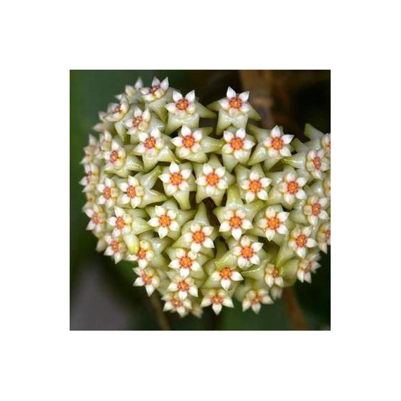 Flor de Cera Hoya Verticillata 
