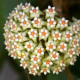 Flor de Cera Hoya Verticillata 