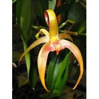 Bulbophyllum Blumei - AD