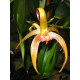 Bulbophyllum Blumei - AD