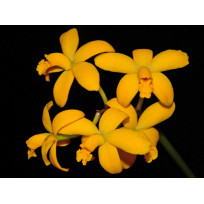 Laelia  Rupicola ( Sem ID )