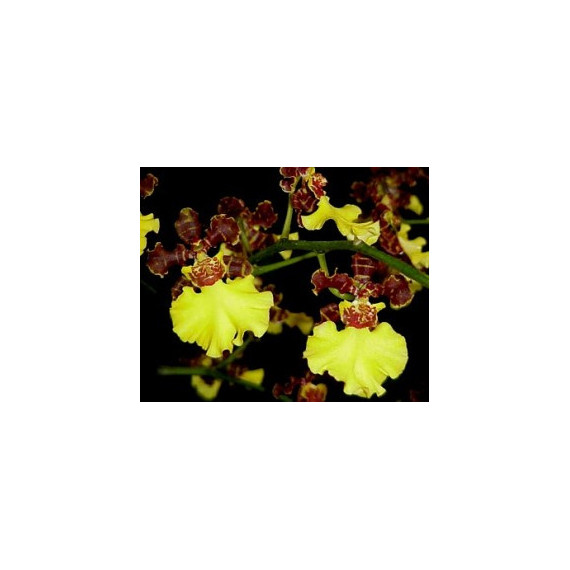 Oncidium Sweet Ears - AD