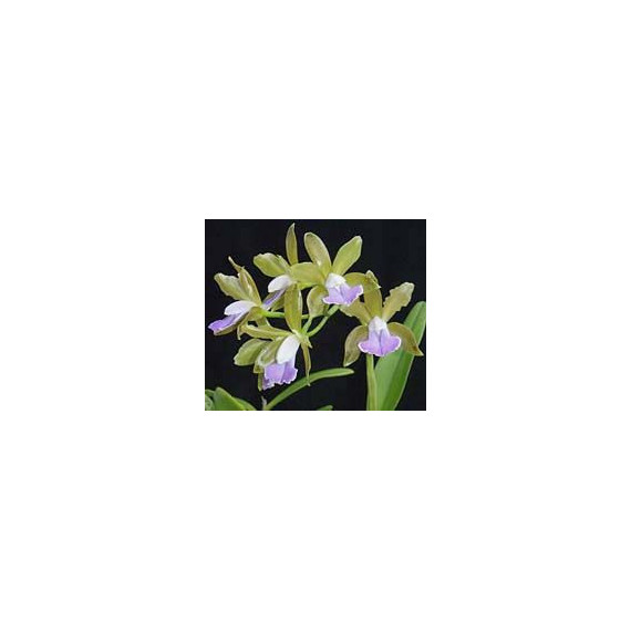 Cattleya Bicolor var "Coerulea"- NBS