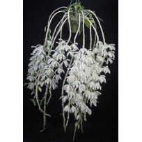 Dendrobium Anosmum  Albo (Corte)