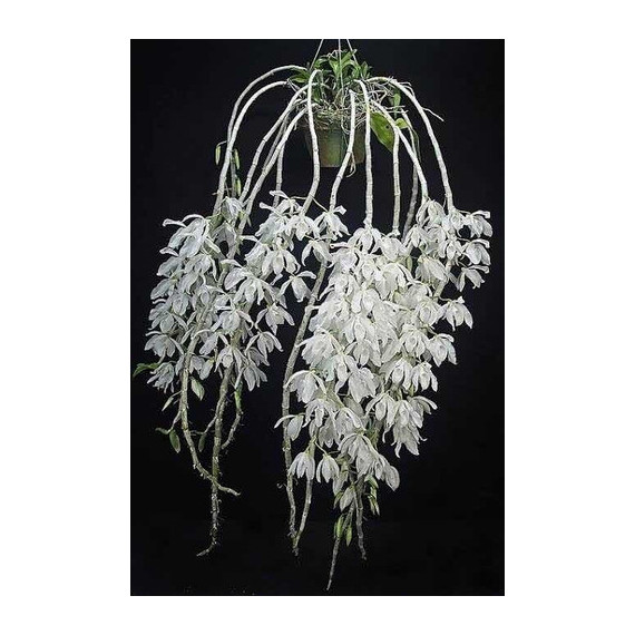Dendrobium Anosmum  Albo (Corte)