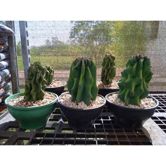 Cacto Monstro Azul (Estaca )