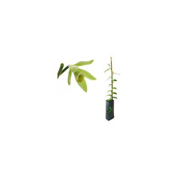 Vanilla Planifolia (Baunilha)- 30 a 40 cm