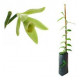 Vanilla Planifolia (Baunilha)- 30 a 40 cm