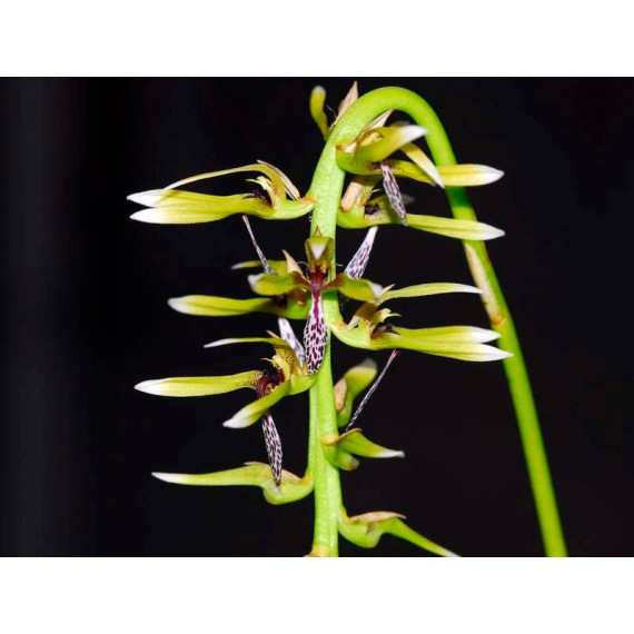 Bulbophyllum Weddellii- AD