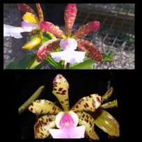 Kit c/ 2 Cattleyas Aclandiaes -  T3