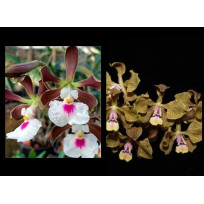 Kit c/ 2  Encyclias ( pre adultas )