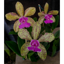 Cattleya Pão de Açúcar -  NBS
