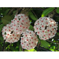 Flor de Cera (Hoya Carnosa)