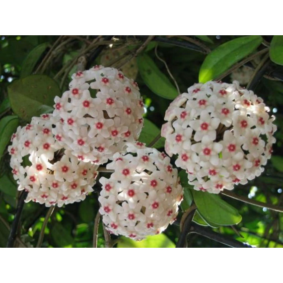 Flor de Cera (Hoya Carnosa)