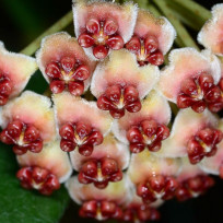 Hoya Kerrii (Coração) - Ad