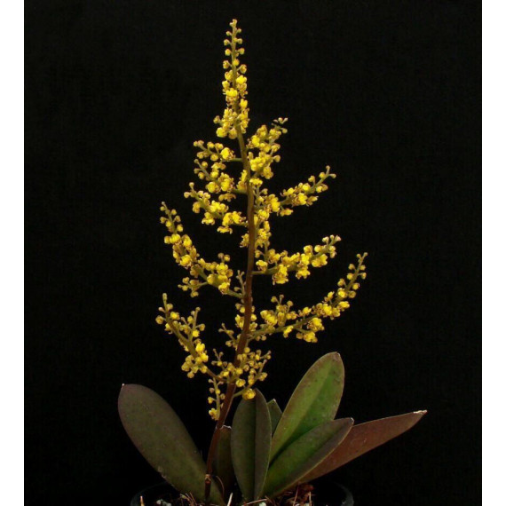 Trichocentrum Pumilum - AD