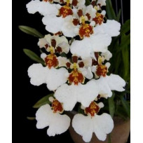 Oncidium KPS Snow - AD