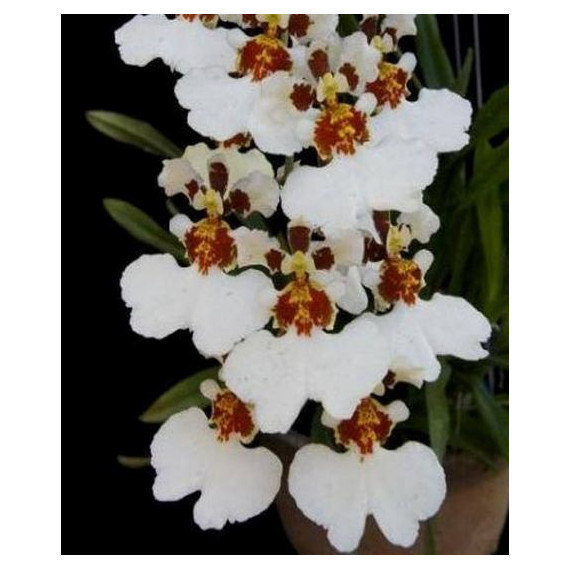 Oncidium KPS Snow (Haste Floral)