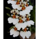 Oncidium KPS Snow - AD