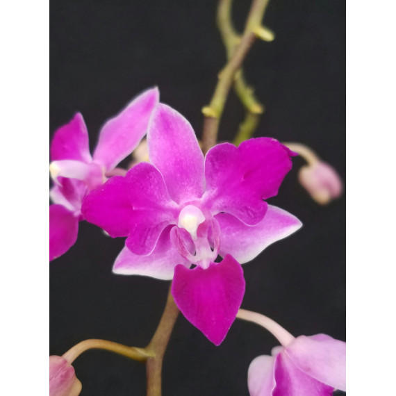 Phalaenopsis Equestris Soroa Firewings - Haste Floral