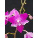 Phalaenopsis Equestris Soroa Firewings - AD
