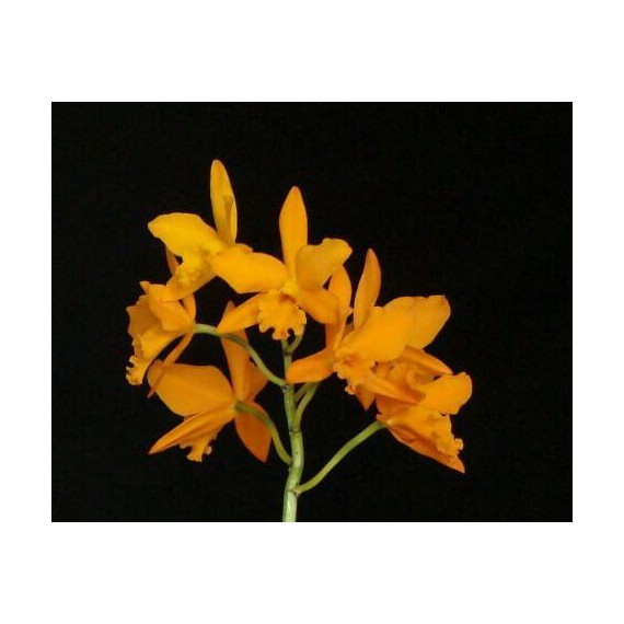 Potinara Love Passion Orange Bird - Espata