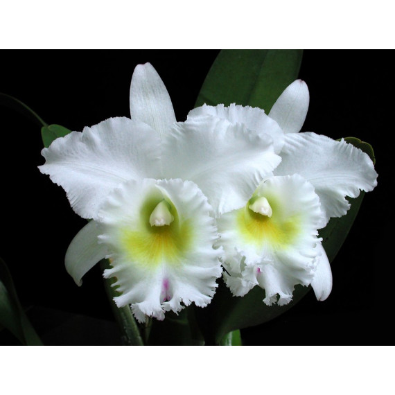 Bc. Pastoral Inocence - Muda 15 a 20 cm