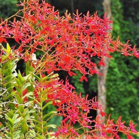 Renanthera Coccinea - 20 cm
