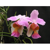 Vanda Teres - T3